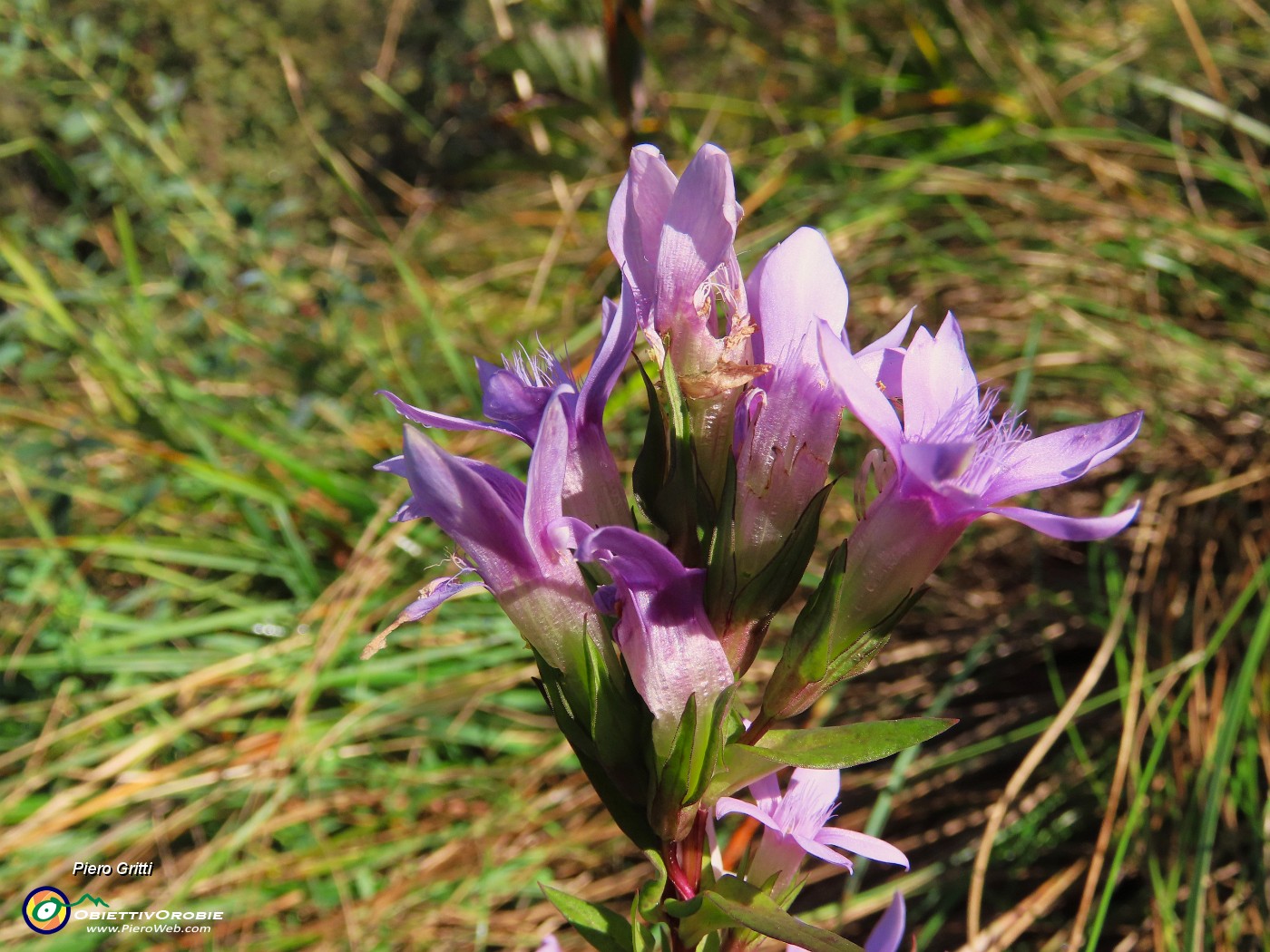 57 Gentiana germanica, Genzianella germanica .JPG